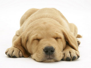 1140682~Domestic-Labrador-Puppy-Canis-Familiaris-Sleeping-Posters.jpg